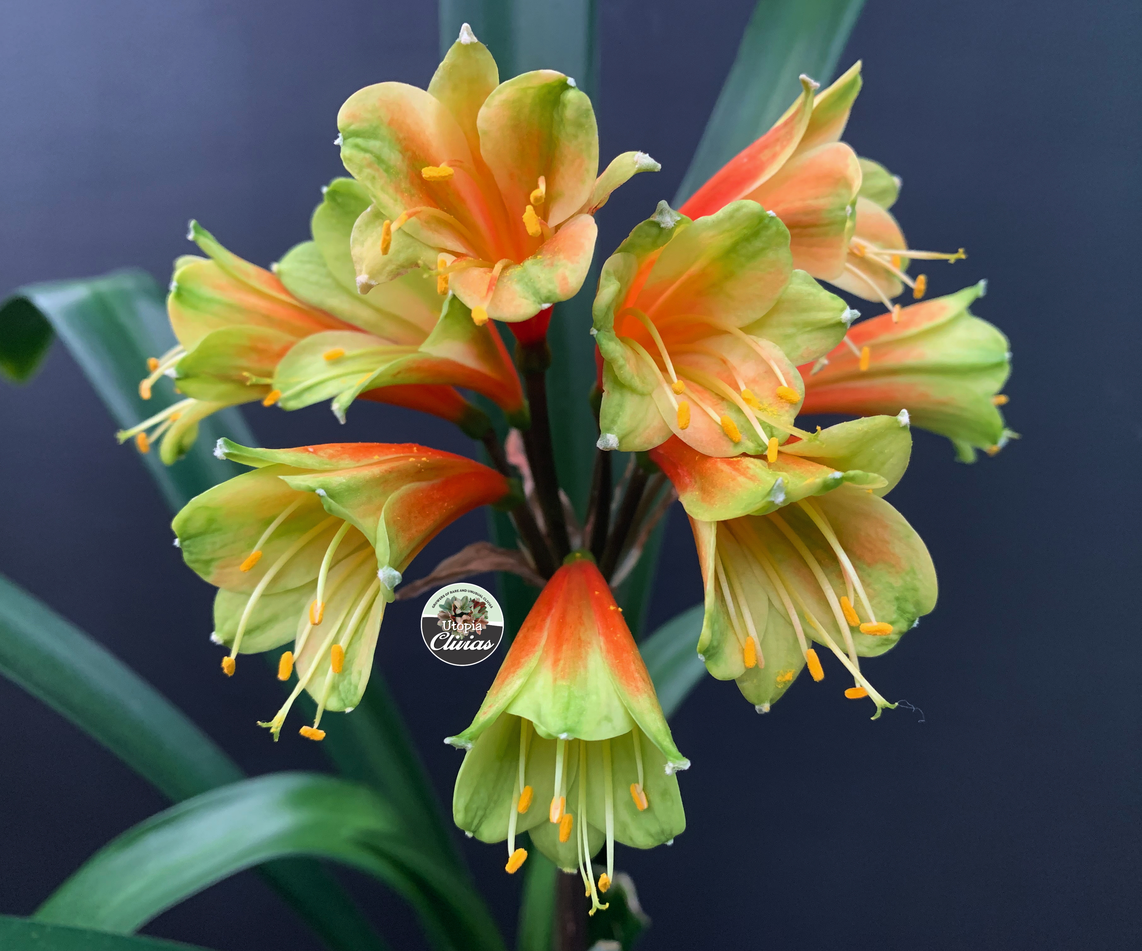 Utopia Clivias